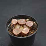 Haworthia maughanii Buddhism