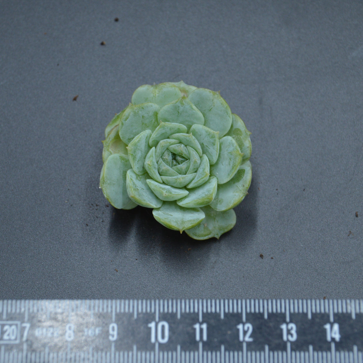 Echeveria Ice Steckling
