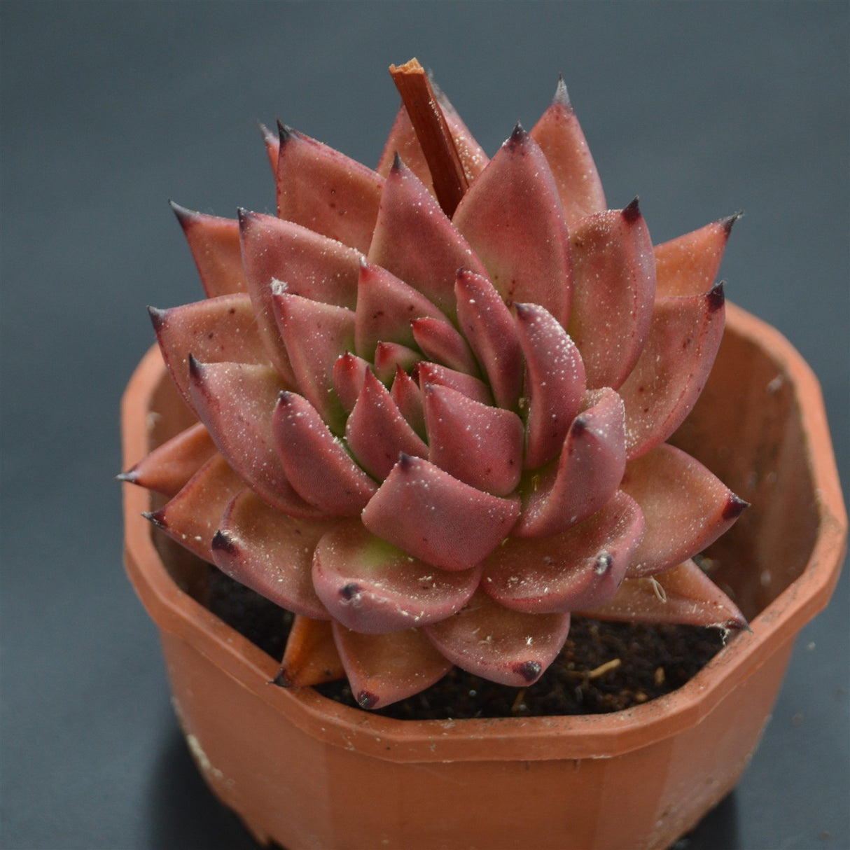 Echeveria Romeo Hybrid