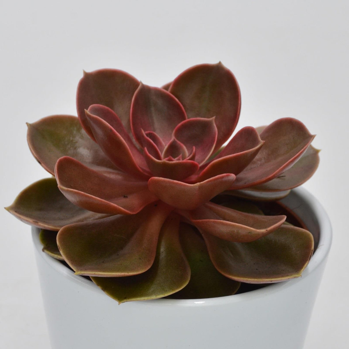 Echeveria Magic Pearl - 10.5cm