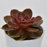 Echeveria Magic Pearl - 10.5cm