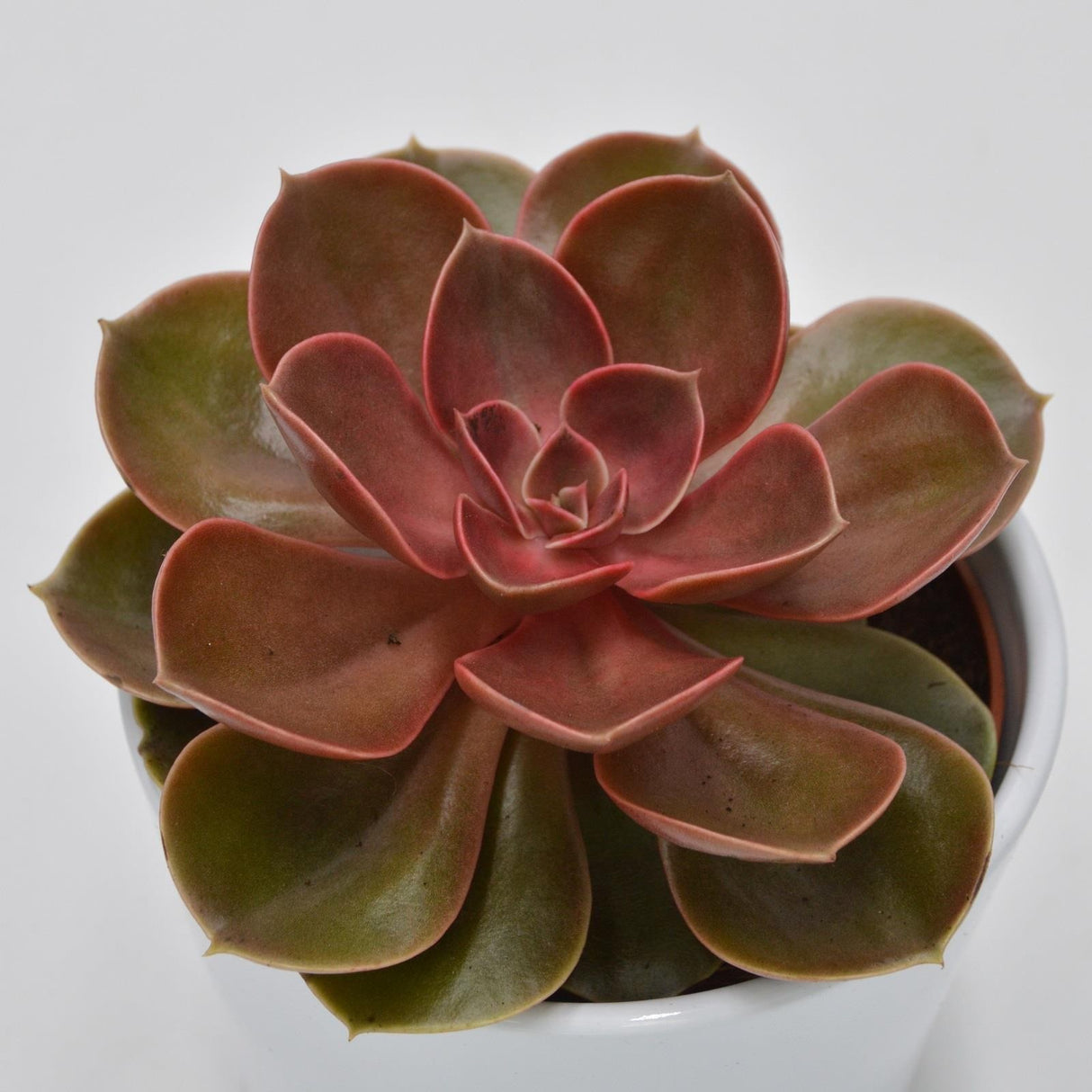 Echeveria Magic Pearl - 10.5cm