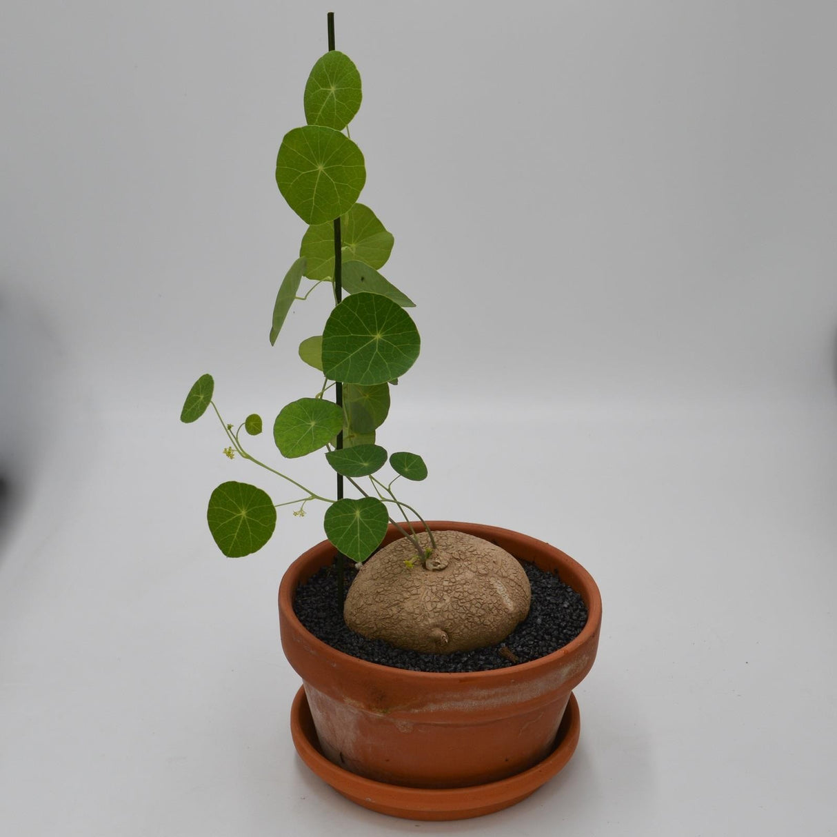Stephania erecta - 17cm in a terracotta pot