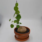 Stephania erecta - 17cm in a terracotta pot