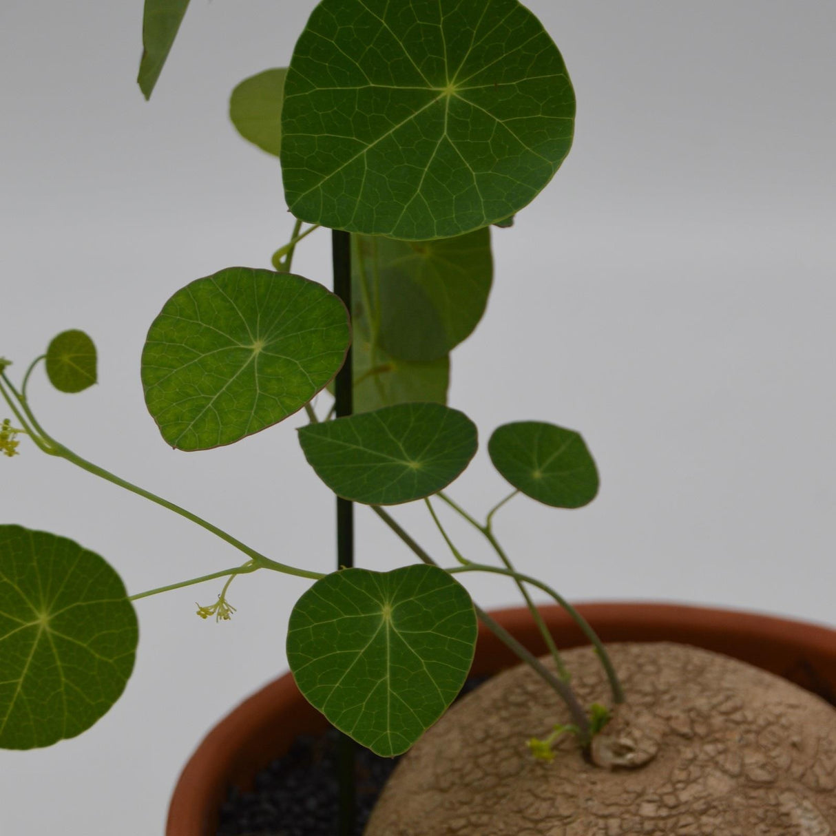 Stephania erecta - 17cm in a terracotta pot