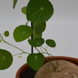Stephania erecta - 17cm in a terracotta pot