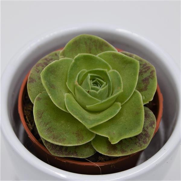 Greenovia diplocycla - 5.5cm