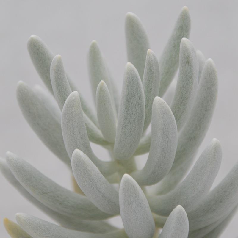 Senecio haworthii - 8,5cm