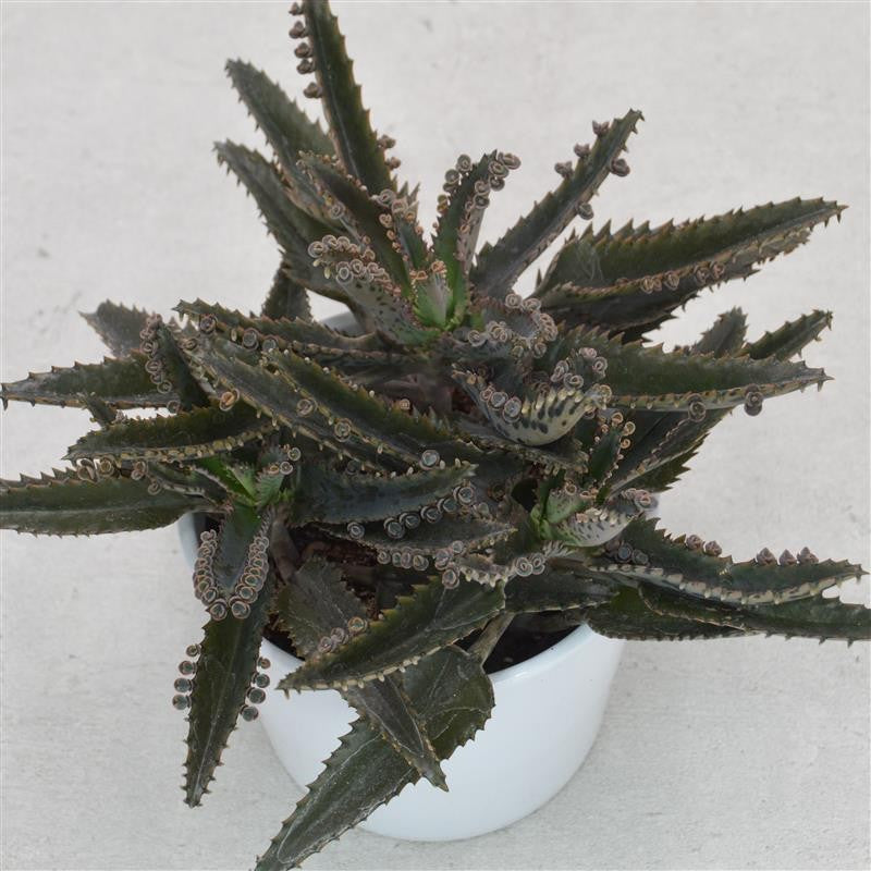 Kalanchoe daigremontiana - 12cm