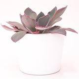 Echeveria Afterglow - 10,5cm