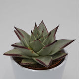 Echeveria agavoides Ebony - 8,5cm
