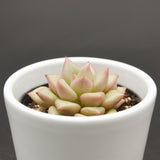 Echeveria agavoides J.C. Van Keppel - 6cm