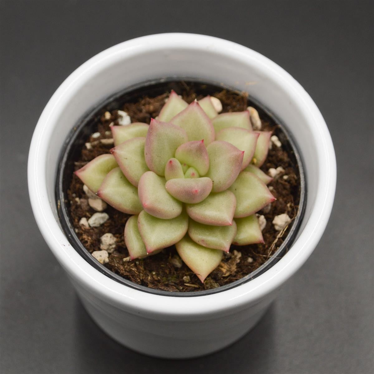 Echeveria agavoides JC Van Keppel - 6cm