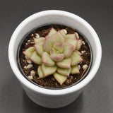 Echeveria agavoides JC Van Keppel - 6cm
