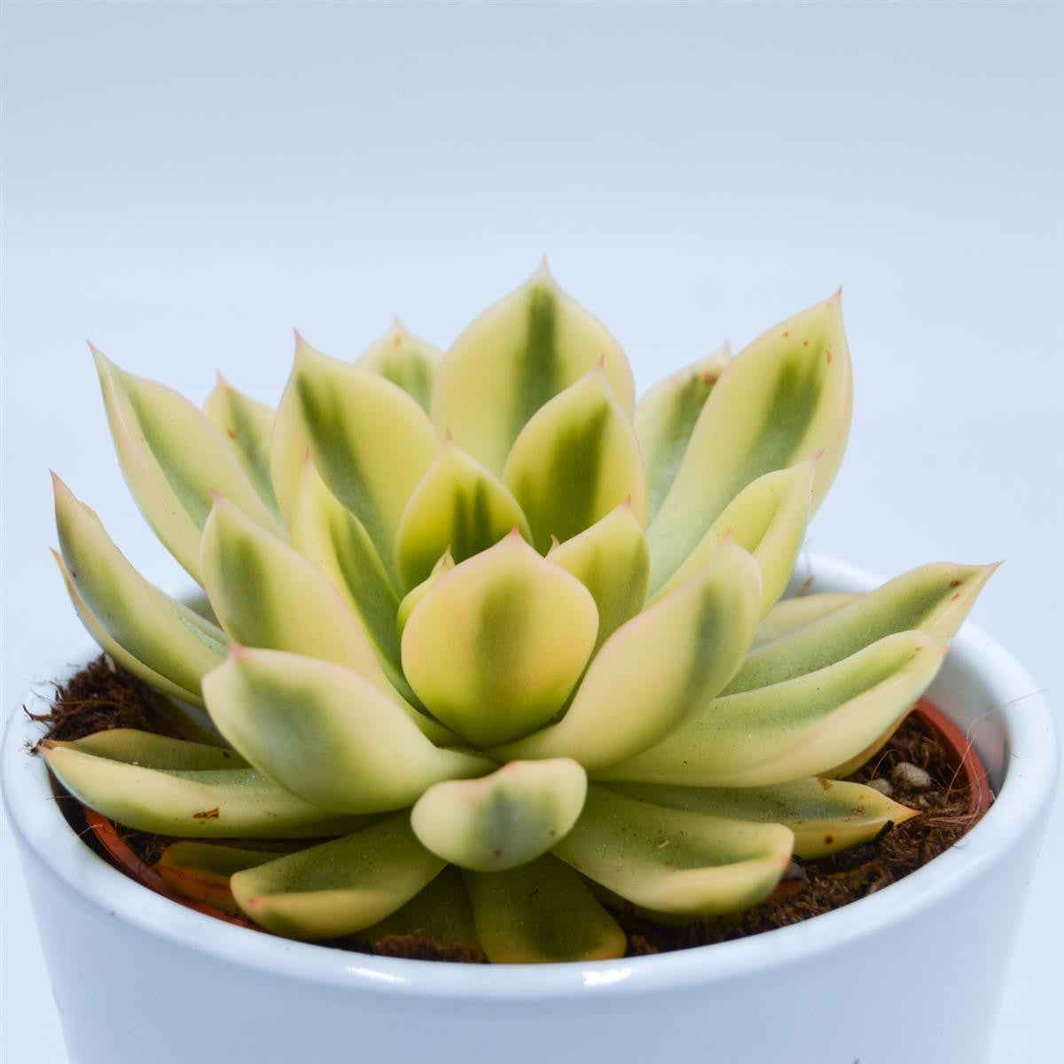 Echeveria agavoides Mira f. variegata - 10.5cm