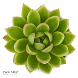 Enchanté Echeveria, 3 pieces