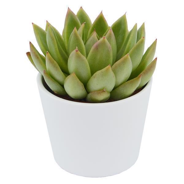 Enchanté Echeveria, 10 pieces