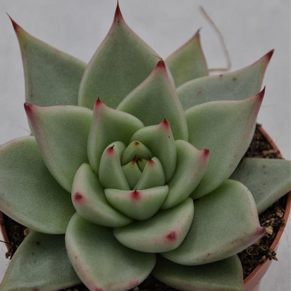 Echeveria agavoides Sirius - 8.5cm