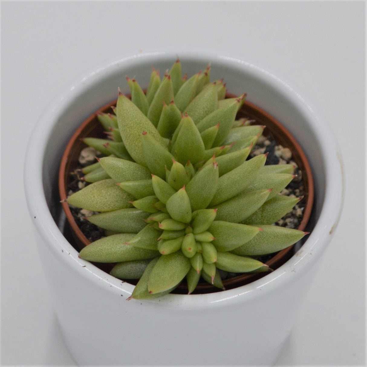 Echeveria agavoides var. corderoyi f. cristata - 5.5cm