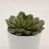 Echeveria Amado - 10.5cm