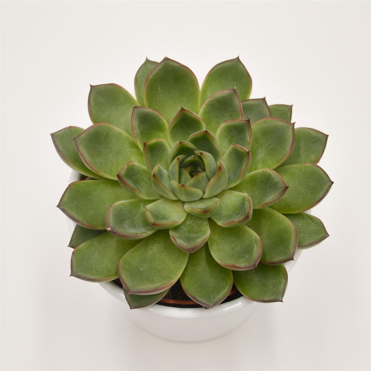 Echeveria Amado - 10.5cm