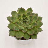 Echeveria Amado - 10,5cm