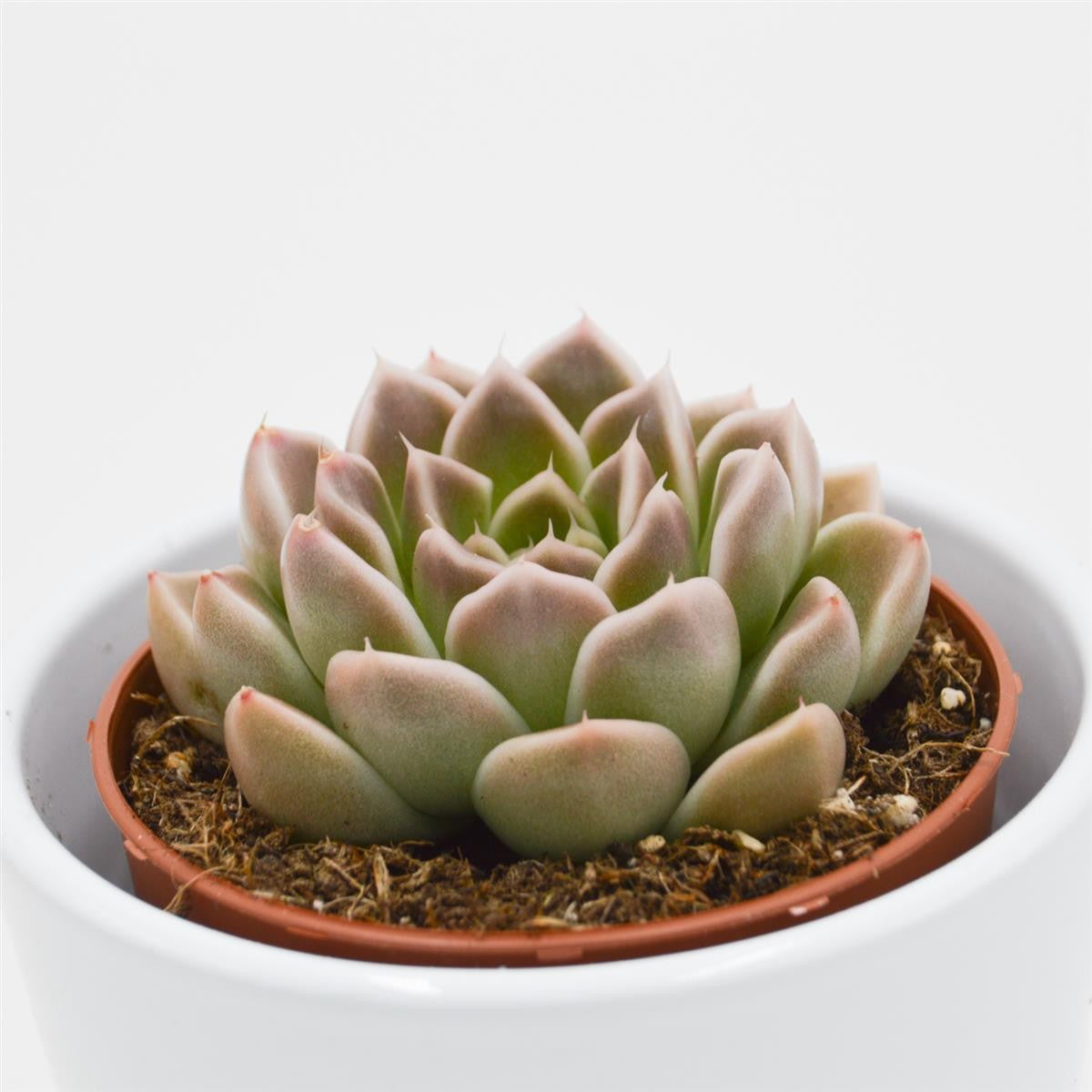 Echeveria Anubis - 8,5cm