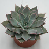 Echeveria Aquila - 10.5cm