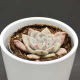 Echeveria Ariel - 9cm