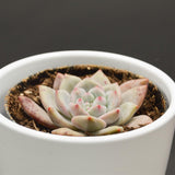 Echeveria Ariel - 9cm