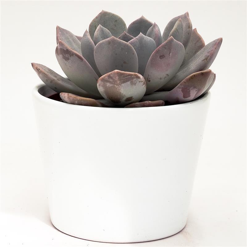 x Pachyveria Asante Sana - 12cm