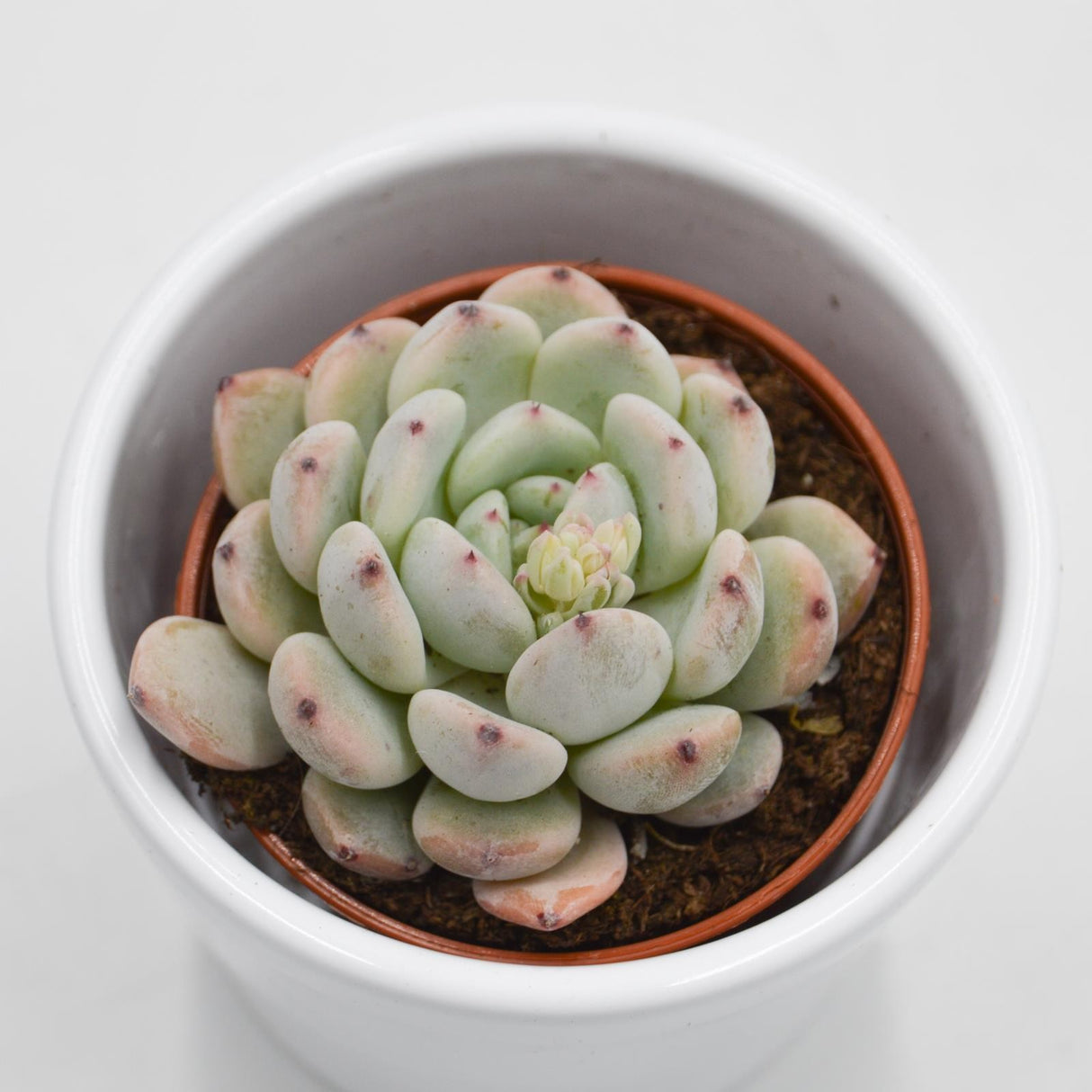 Echeveria Baena - 5.5cm