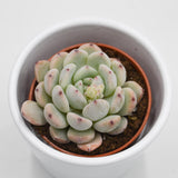 Echeveria Baena - 5.5cm