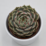 Echeveria Ben Badis - 6cm