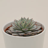Echeveria Blue Bird - 10,5cm