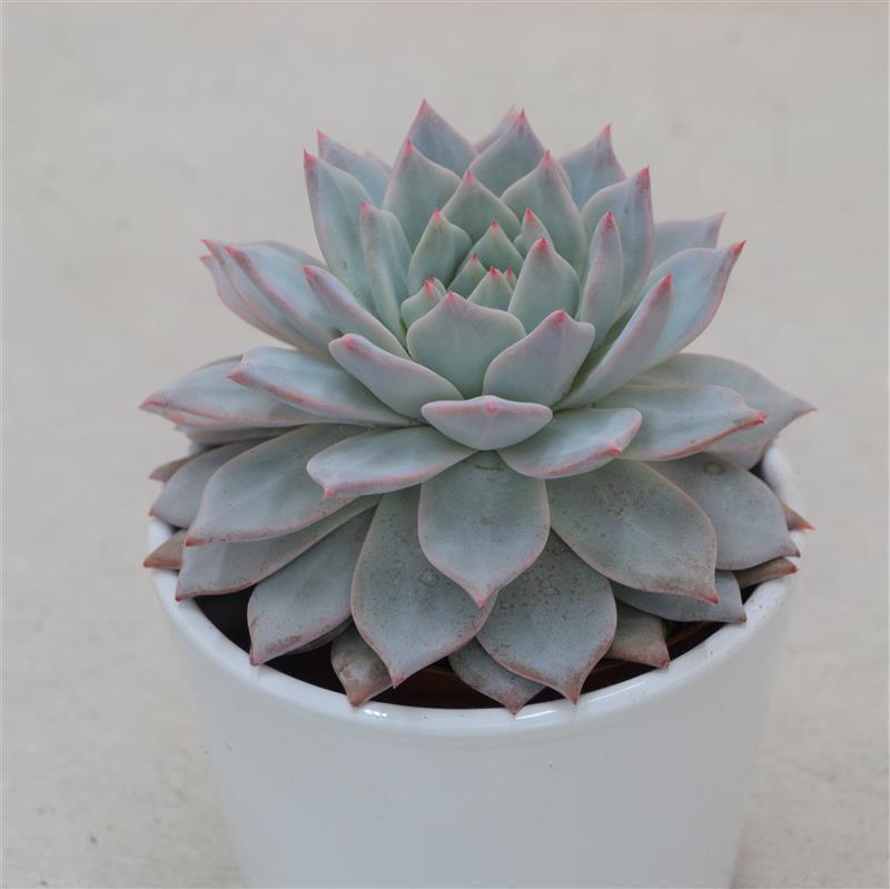 Echeveria Blue Bird - 8.5cm