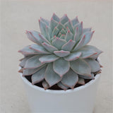 Echeveria Blue Bird - 8.5cm