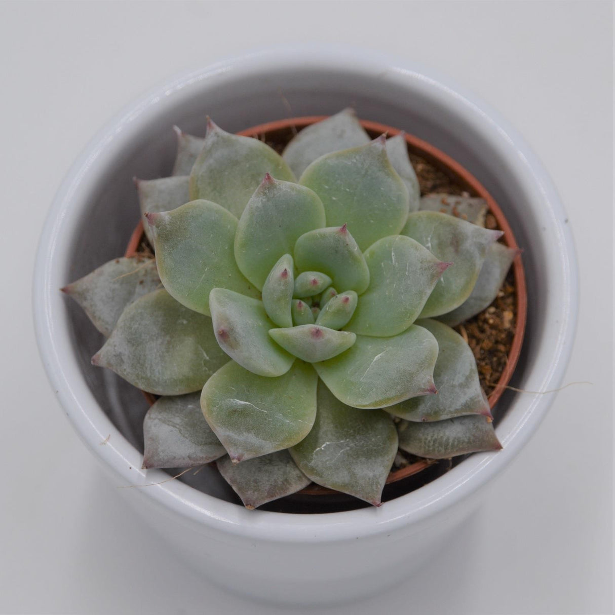 Echeveria Blue Bird - 5.5cm