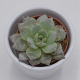 Echeveria Blue Bird - 5,5cm