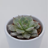 Echeveria Blue Bird - 5.5cm