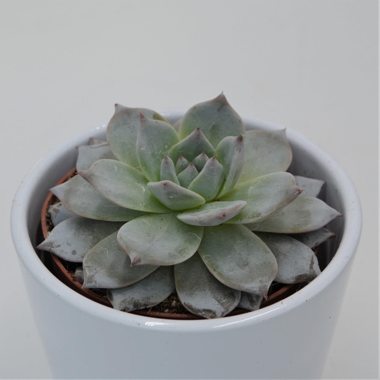 Echeveria Blue Bird - 8.5cm