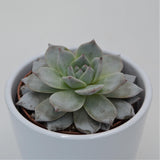 Echeveria Blue Bird - 8.5cm