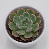 Echeveria Blue Minima - 5.5cm