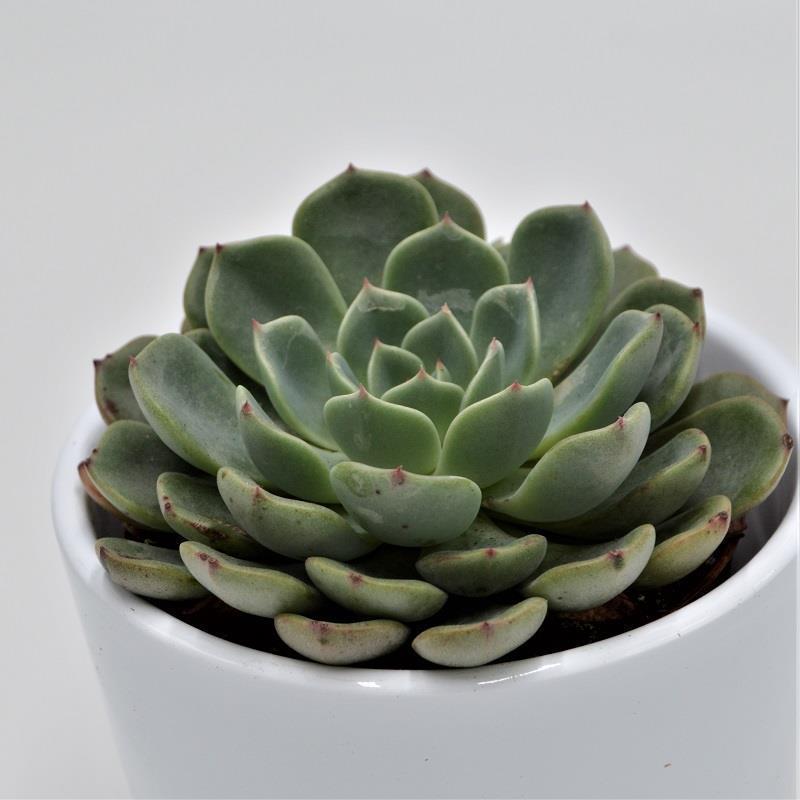 Echeveria Blue Minima - 8.5cm