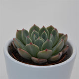 Echeveria Blue Minima - 5.5cm