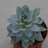 Echeveria subessilis - 8.5cm