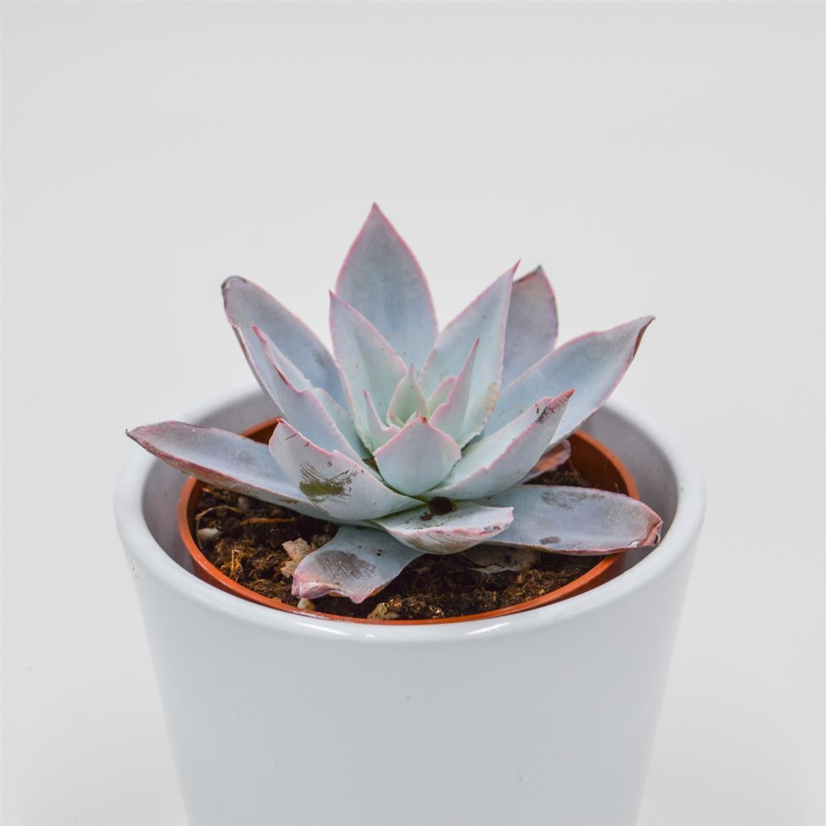 Echeveria cante - 8,5cm