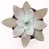 Echeveria cante - 12cm