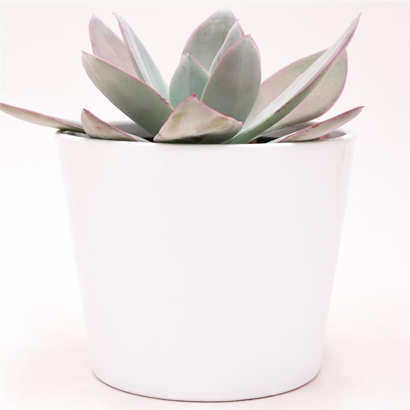 Echeveria cante - 12cm