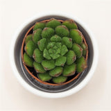 Echeveria Fantasia Carol - 5.5cm